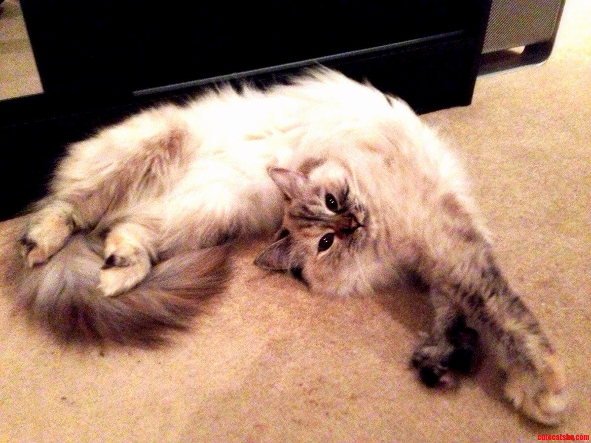 I Wish I Was This Flexible