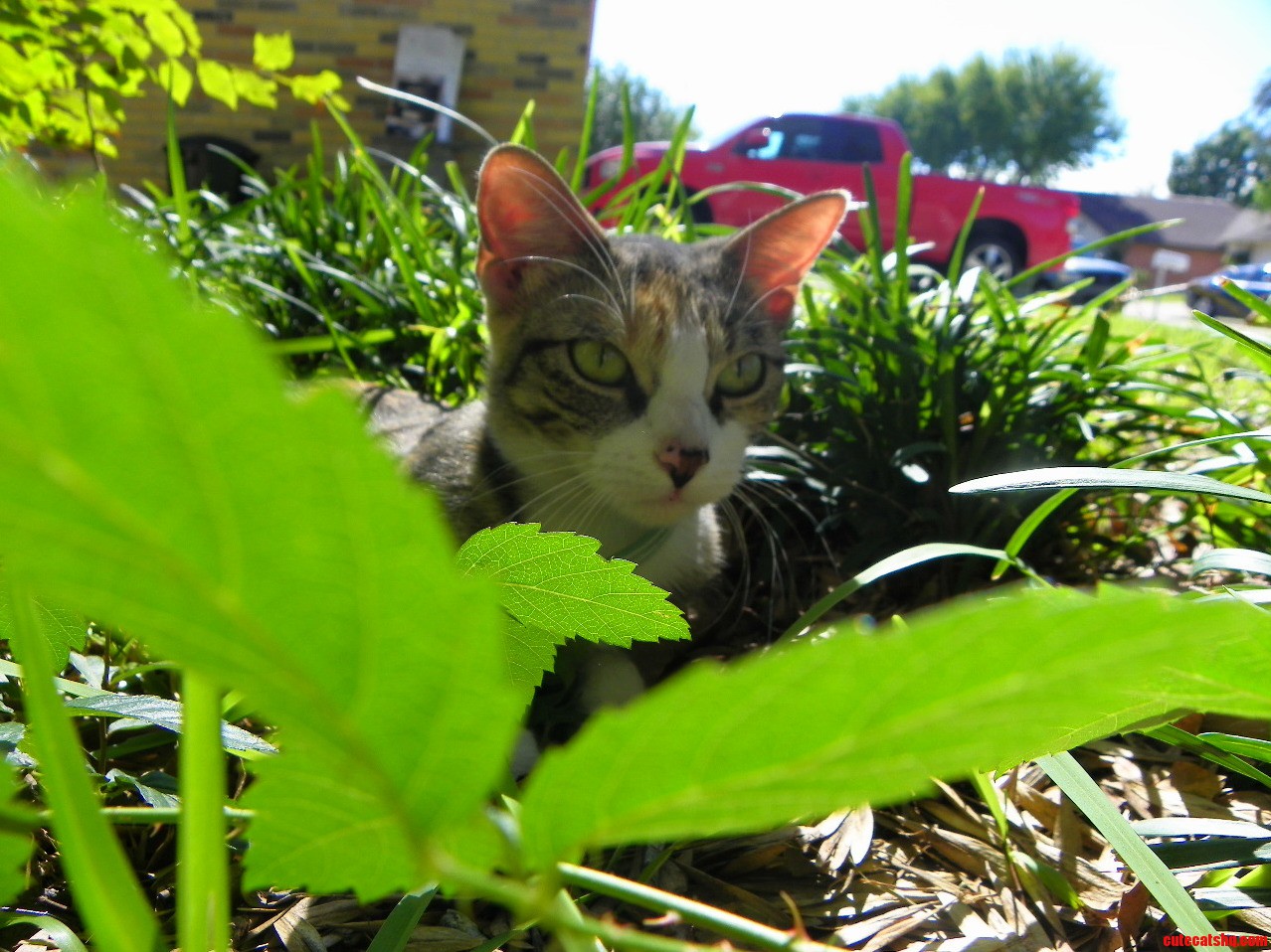 I Wish My Cat Was As Photogenic As Her Cunt of a Mother.