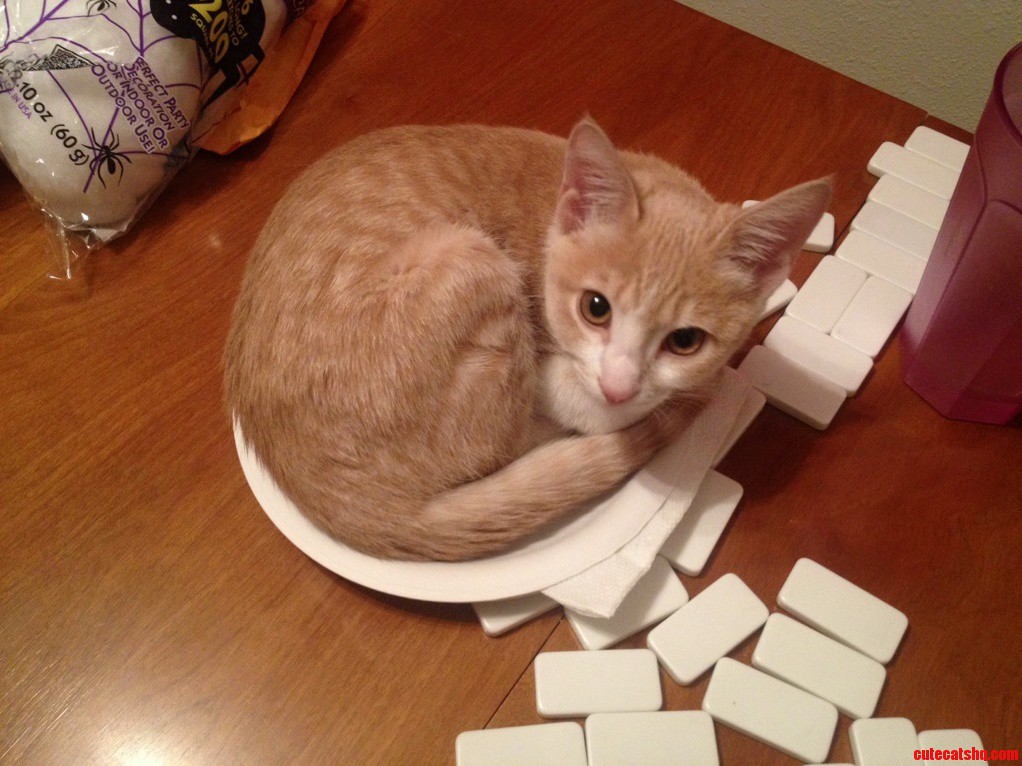If He Fits He Sits Worst Plate Warmer Ever