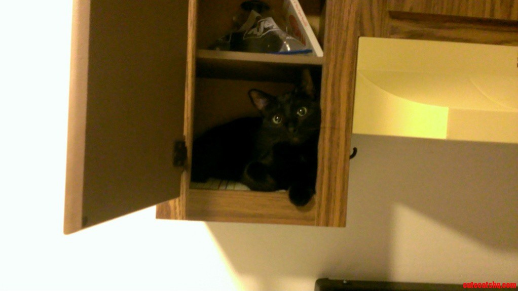 If I Fit I Sit