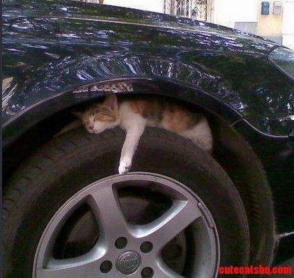 If I Fit I Sleep.
