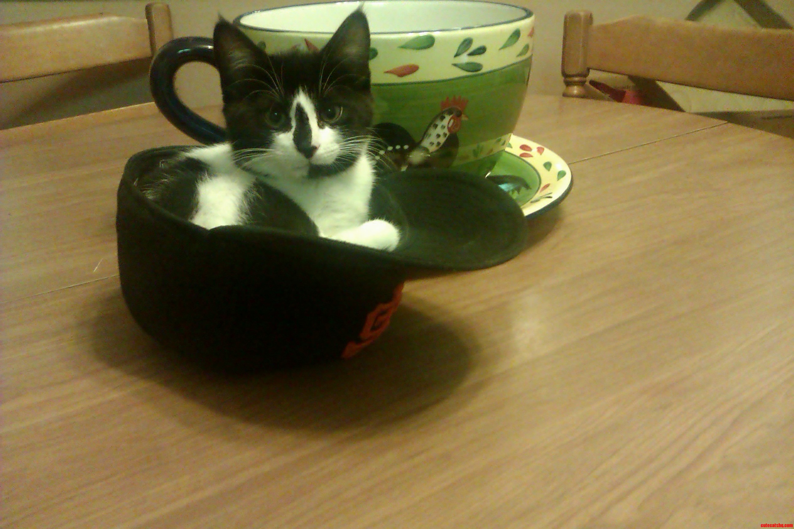 If I Fits I Sits