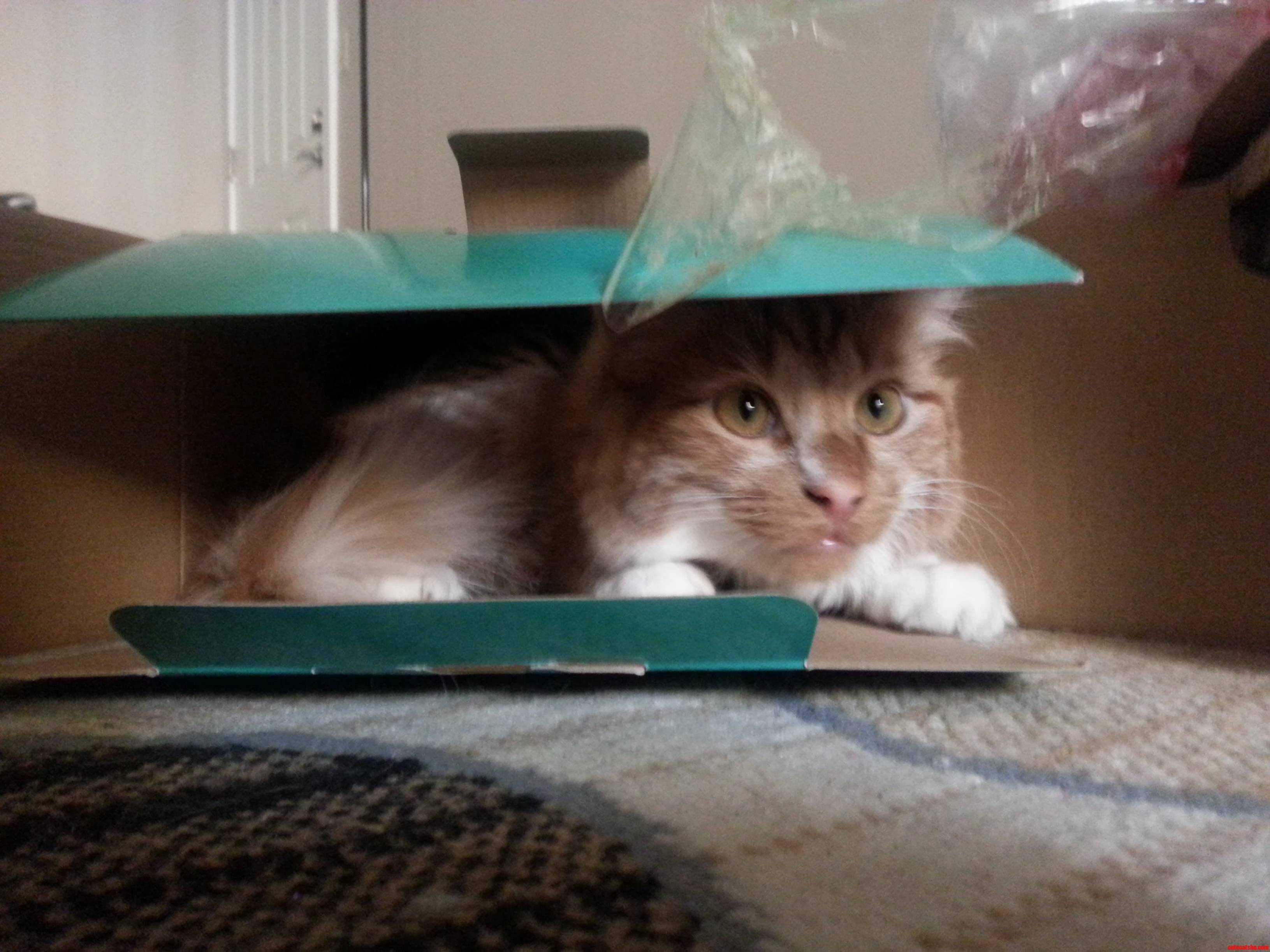 If It Fits I Sits