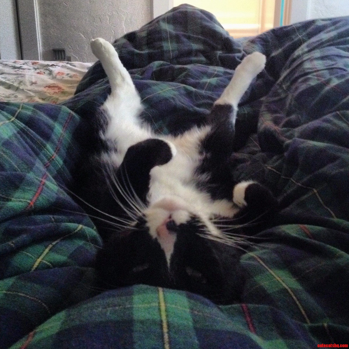 If the Human Stays I Lays.