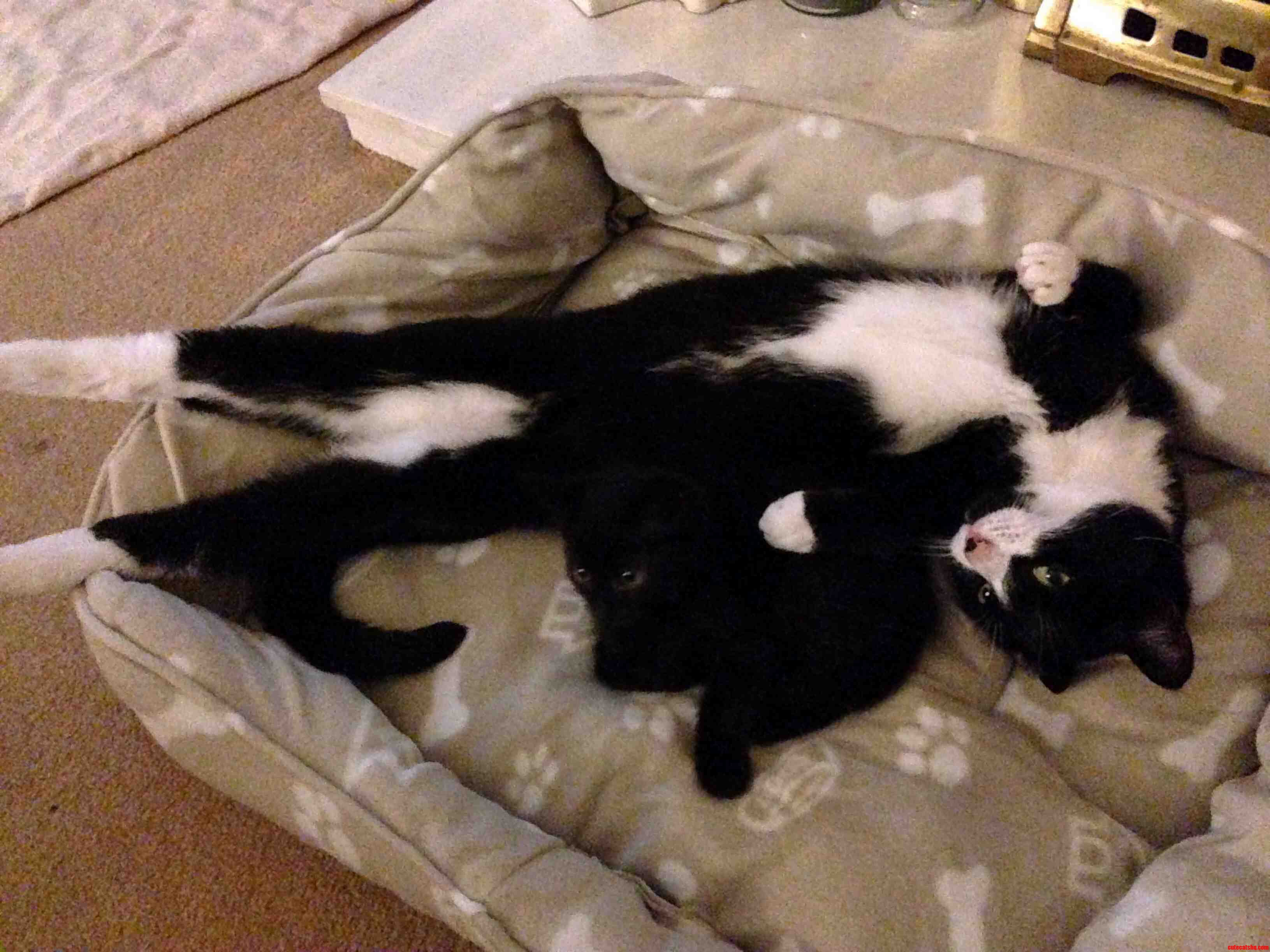 Igor and Squid Loving Life