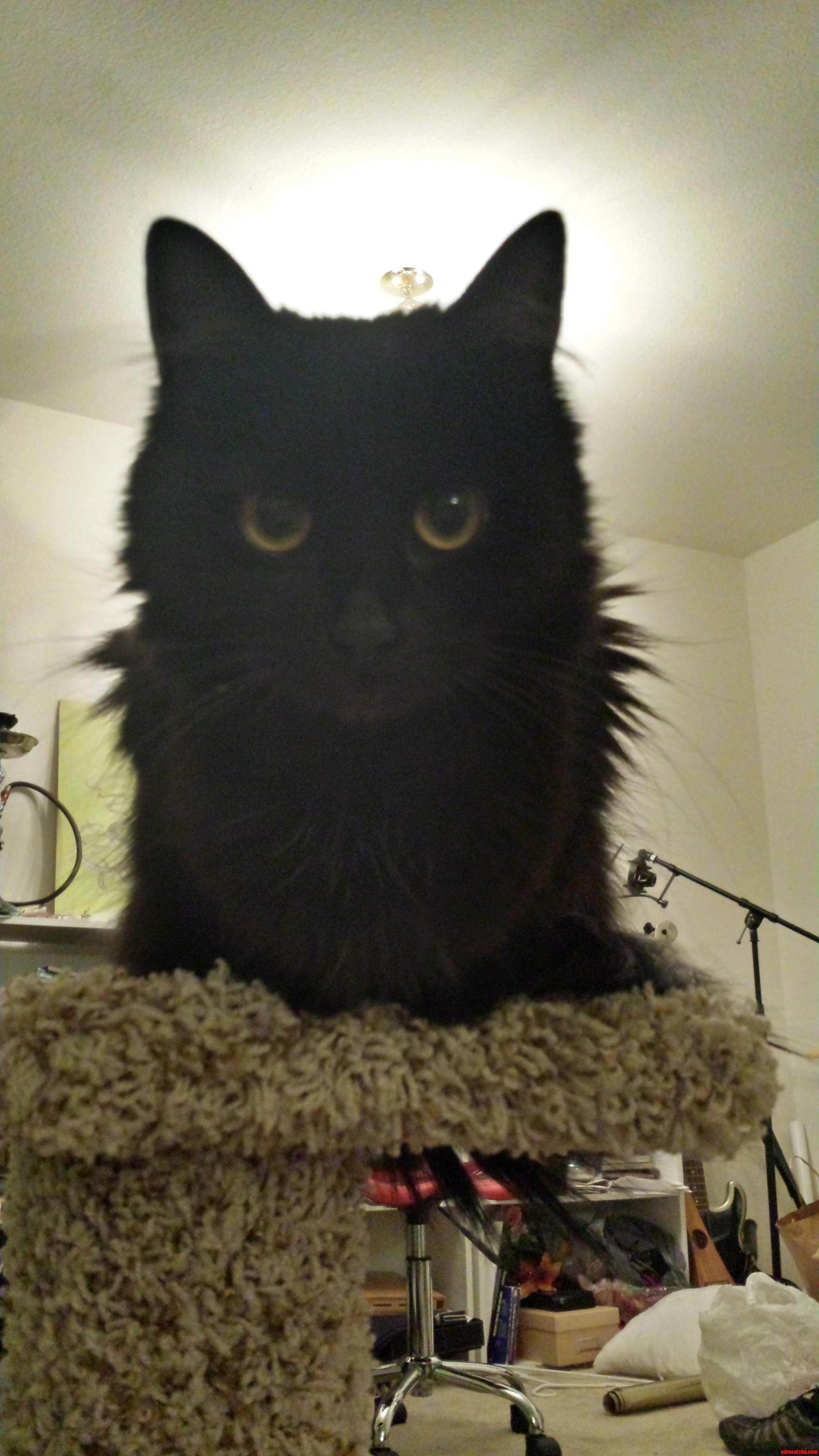 Im Always Taking Pictures of My Cat