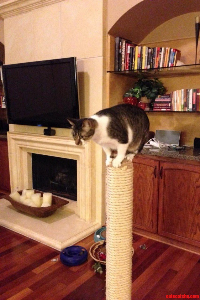 Im Gonna Pounce on You