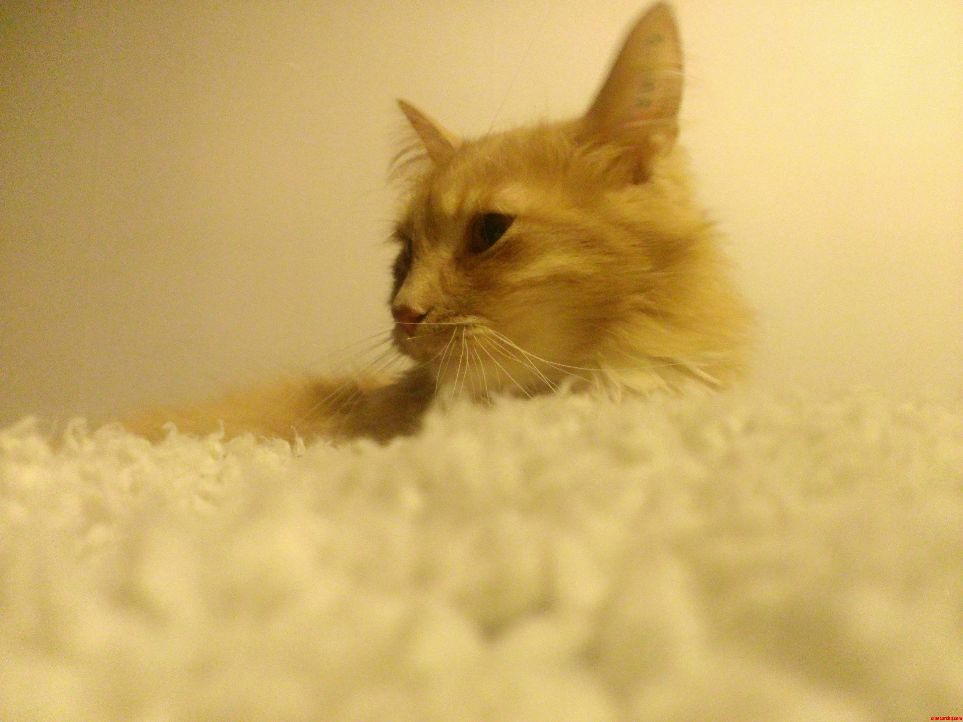 In a Sea of Fluff