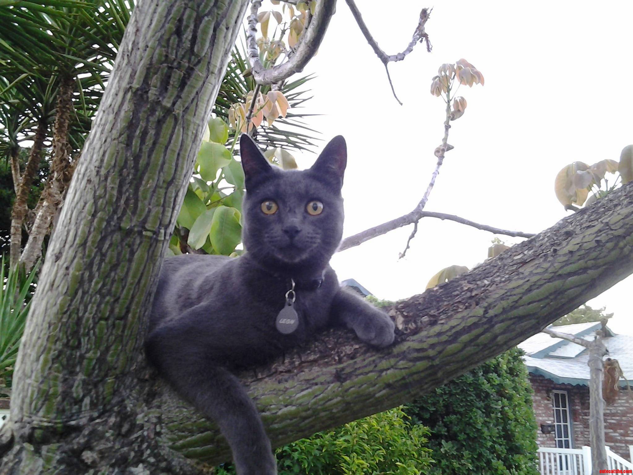 Intense Leon My Sweet Blue Boy.