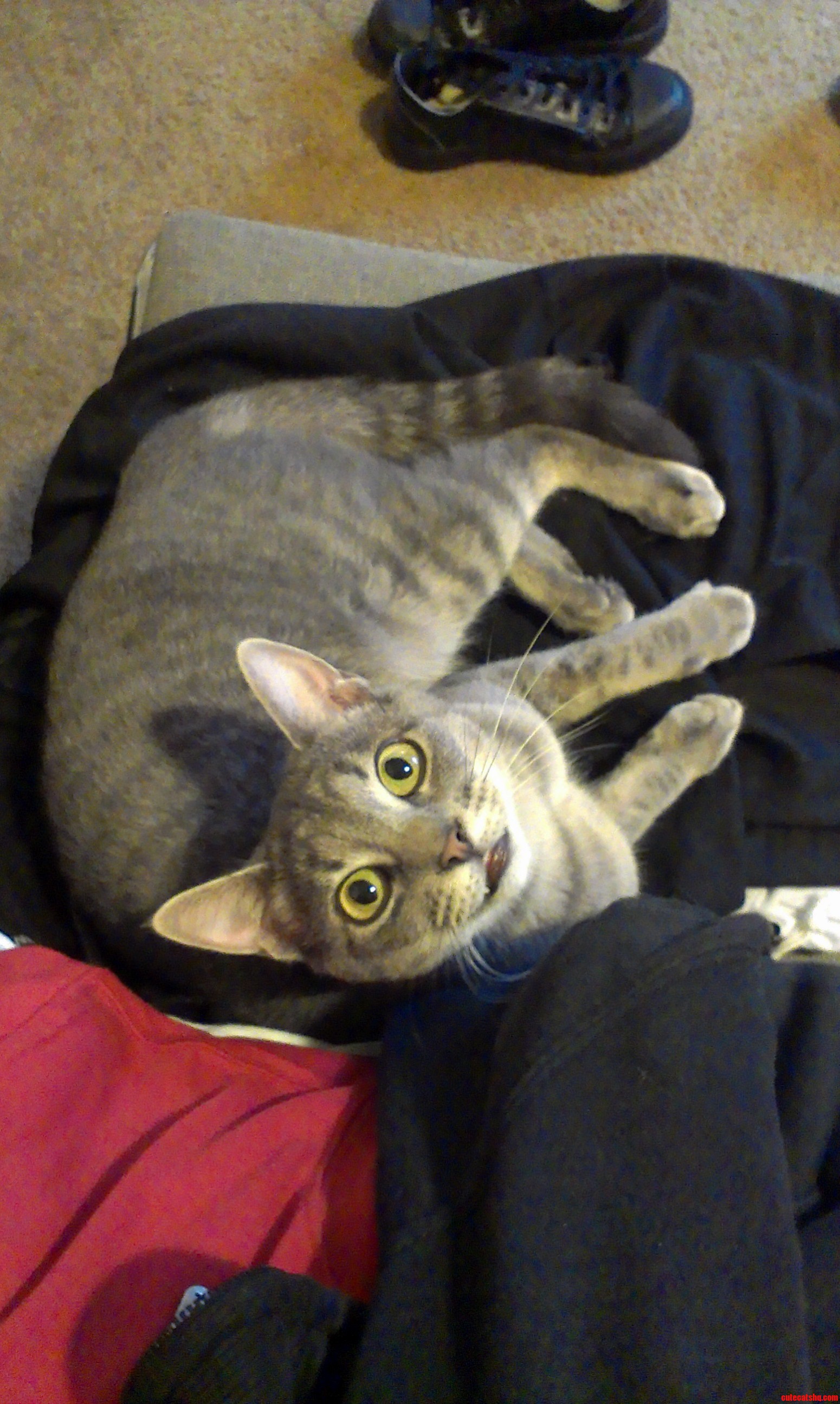 Interesting Place for a Cat Nap