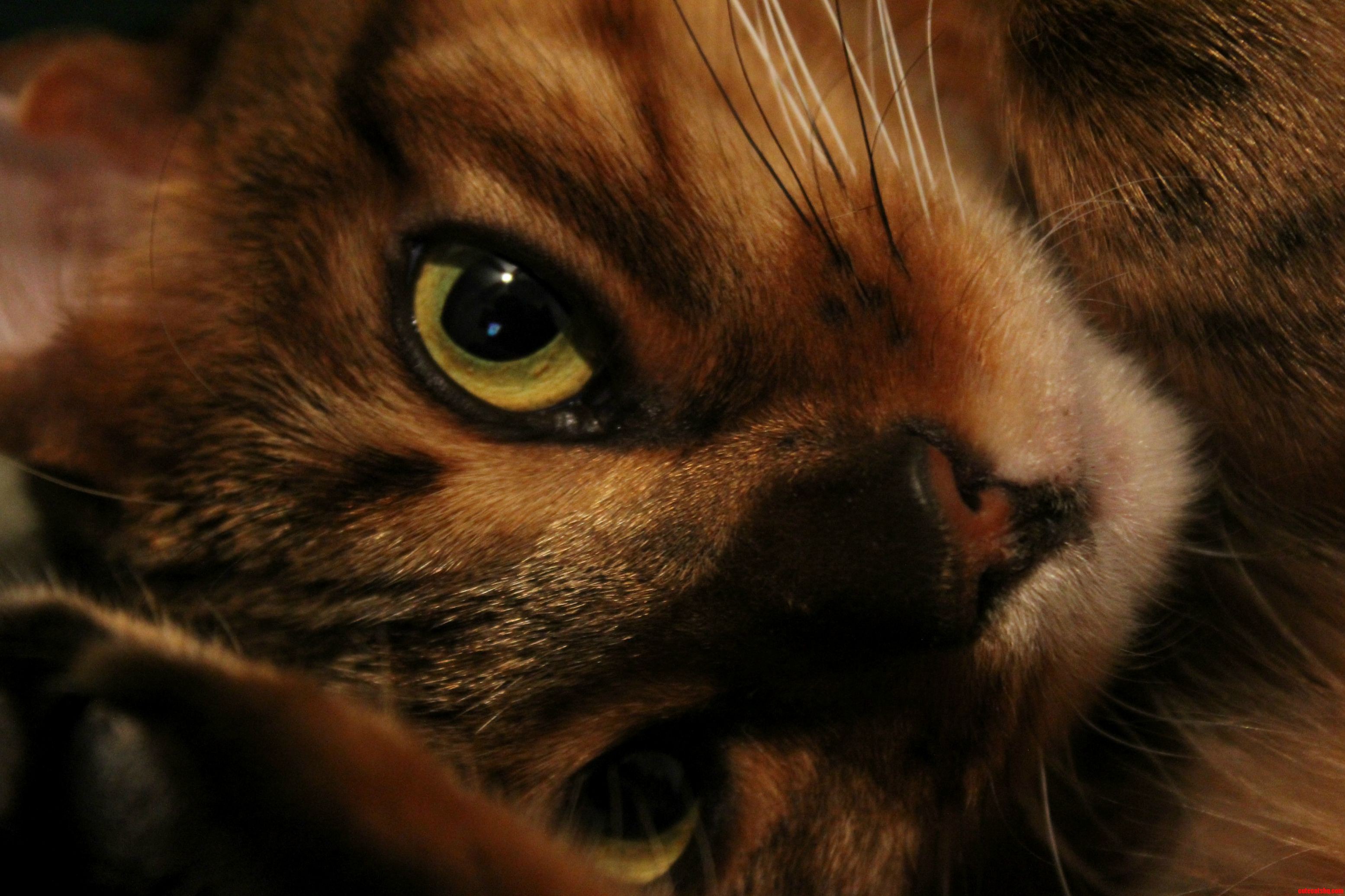 Introducing Minxie the Bengal Kitty to the Interwebs