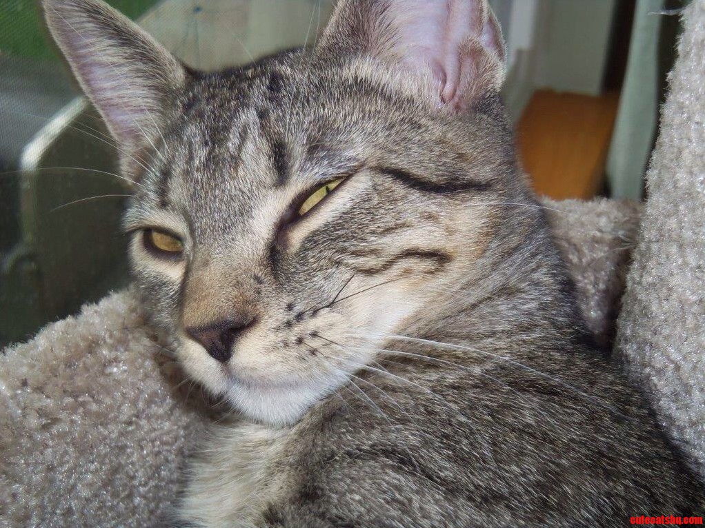 Irresistible Gg Kitty