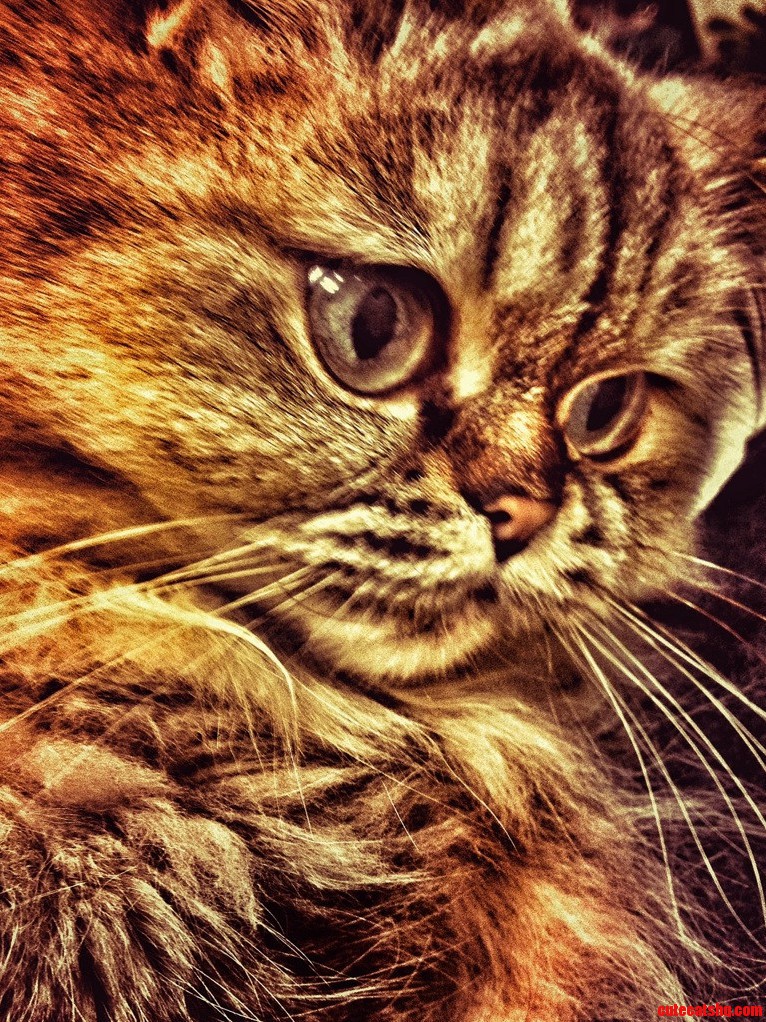 Itap of My Cat. Best Cat Ever.
