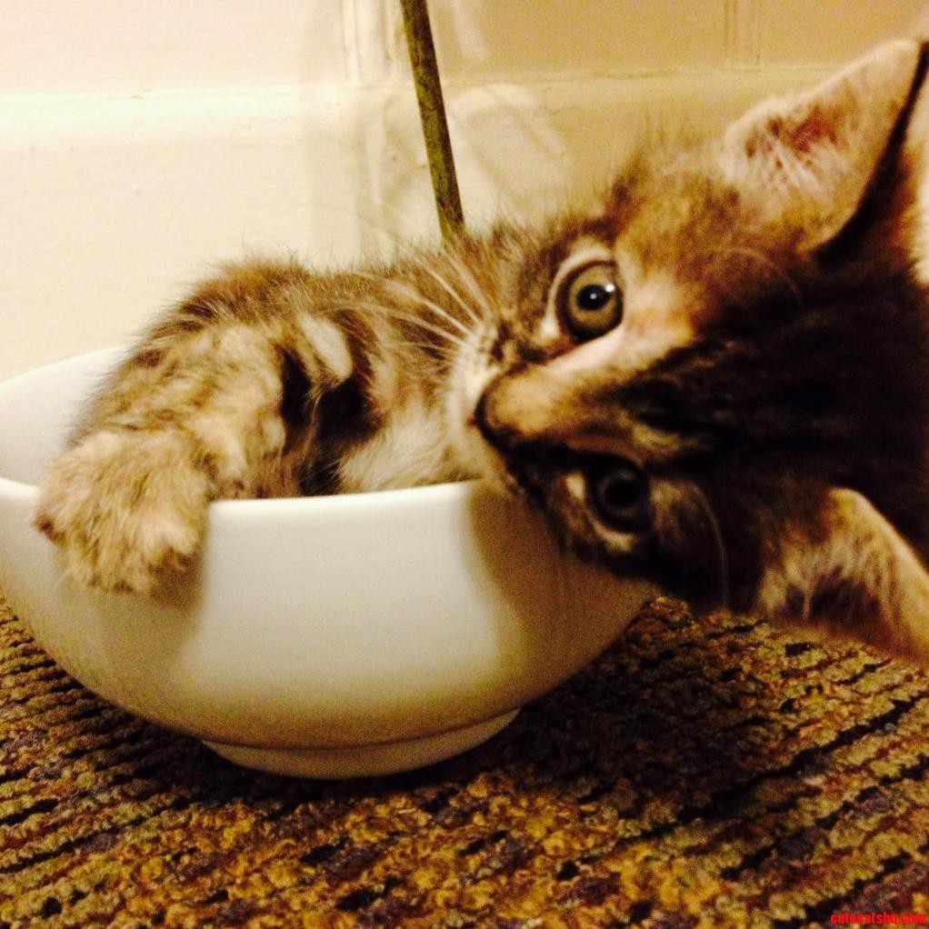 Its a Cereal Bowl