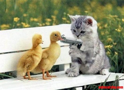 Its Caturday