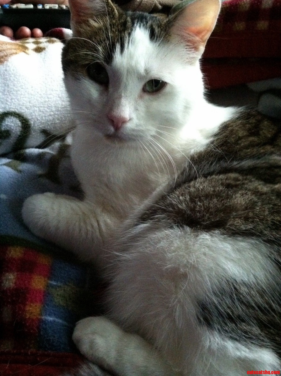 Its Time for Me to Introduce to My Cat Bella.