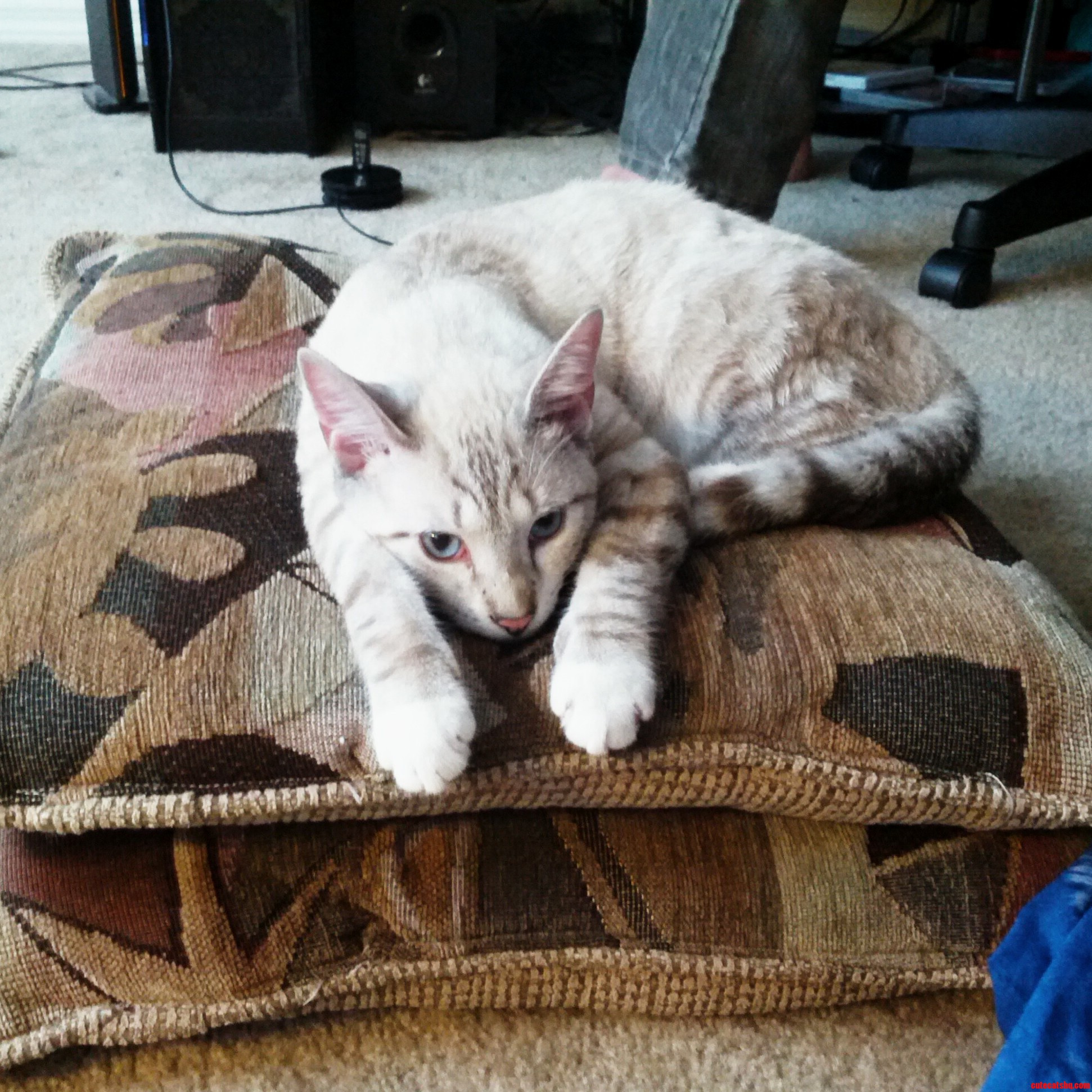 Its Tough Being a Cat