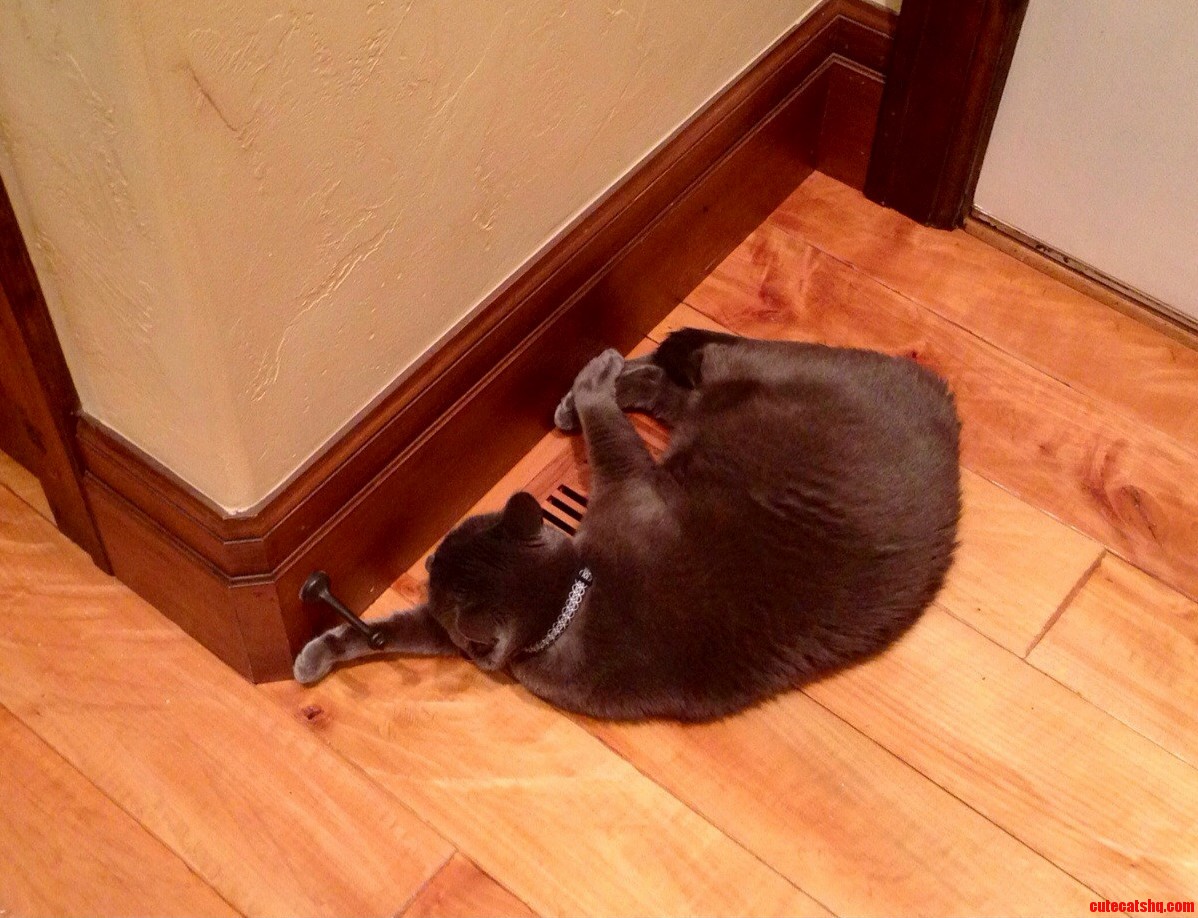Izzie Has Discovered Furnace Vents