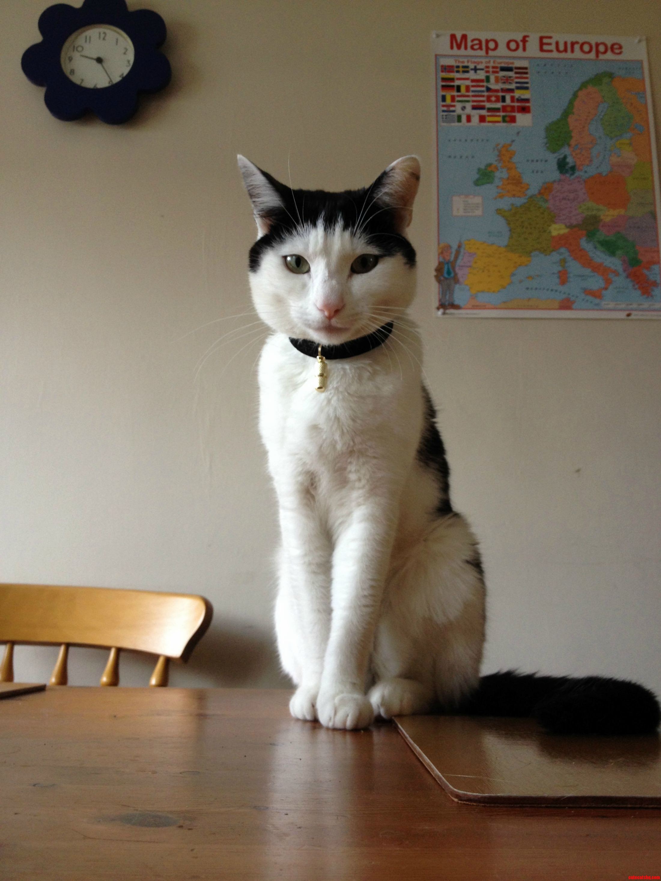 Jack - Nearly Two Years Old