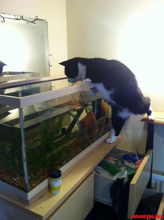 Joeys Advanced Fishing Pose