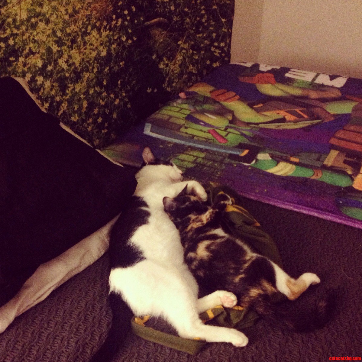 Just a Little Cat Spooning for You.