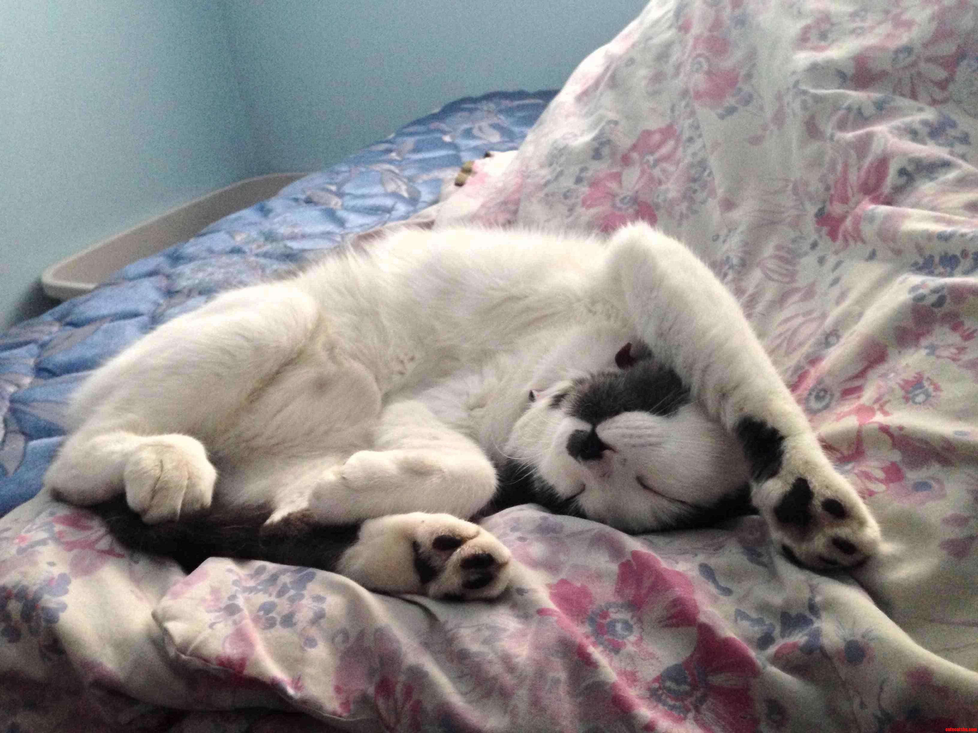 Just Adopted This Goofy Little Guy Doger.