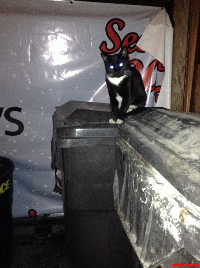 Just an Alley Cat I Hang with