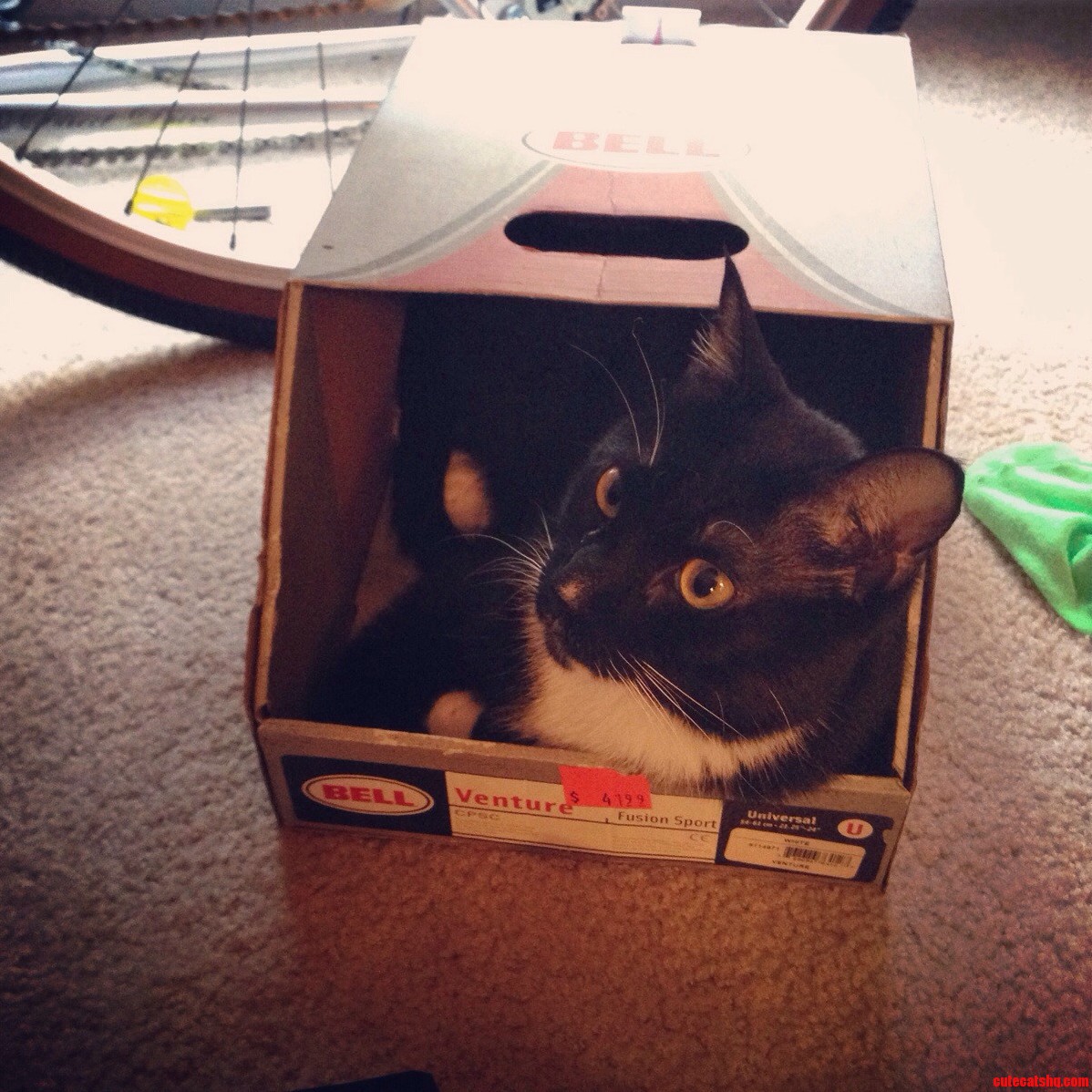 Just Another Cat in a Box
