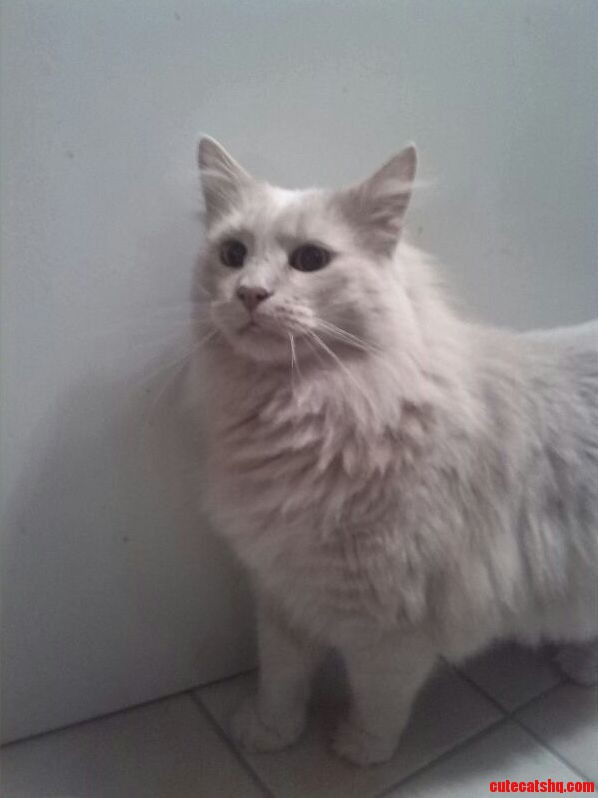Just Got This Beautiful 8yo Norwegian Forest Cat -