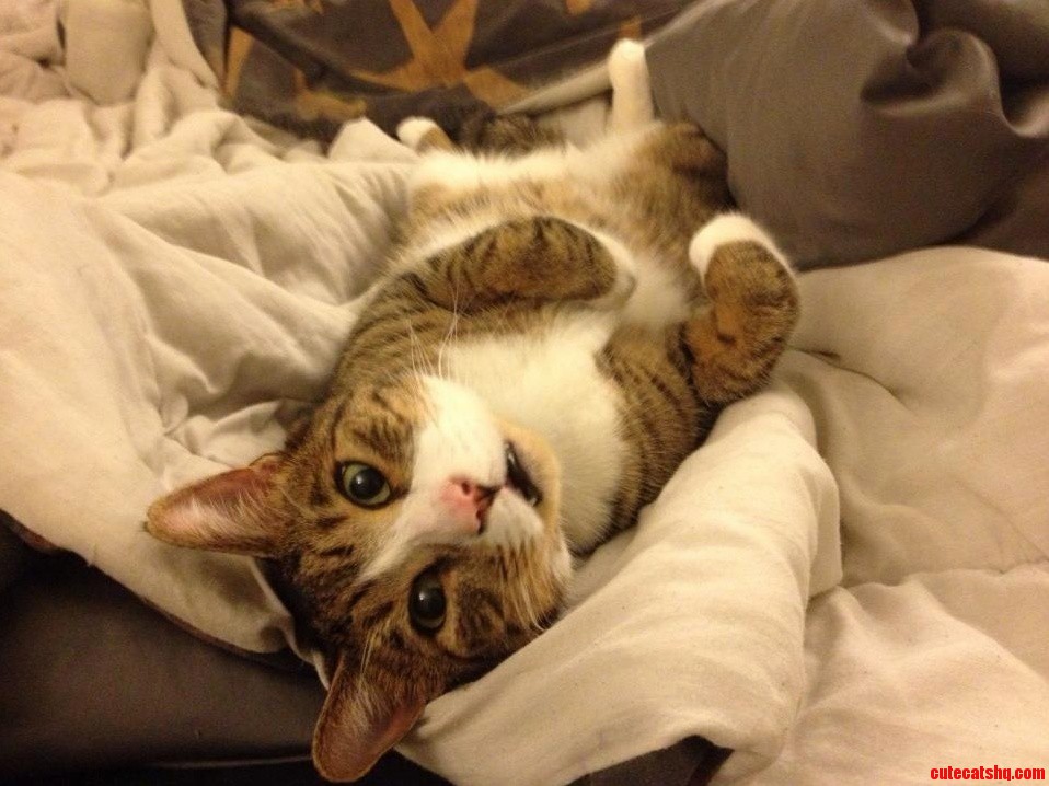 Just Laying About