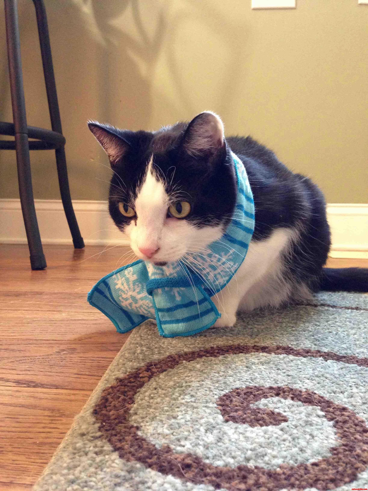 Just My Cat Wearing a Scarf.