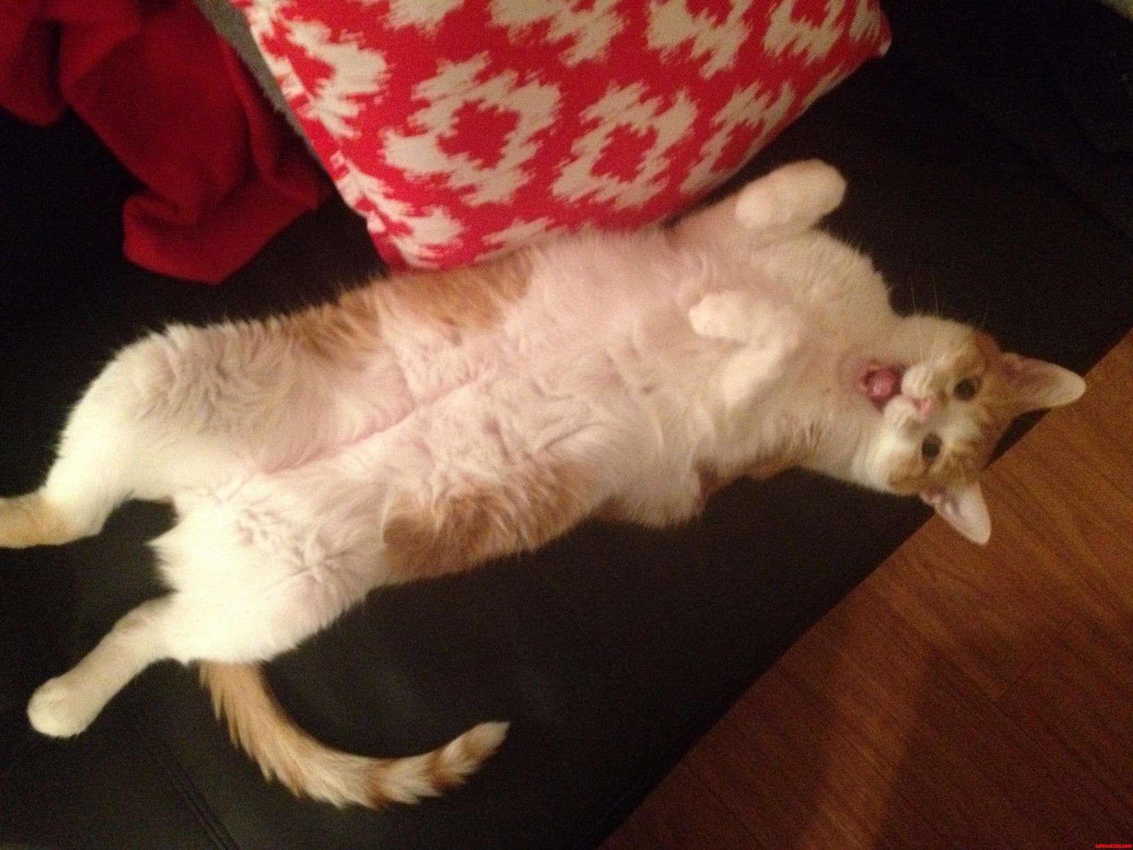 Just My Kitty Derpin Around