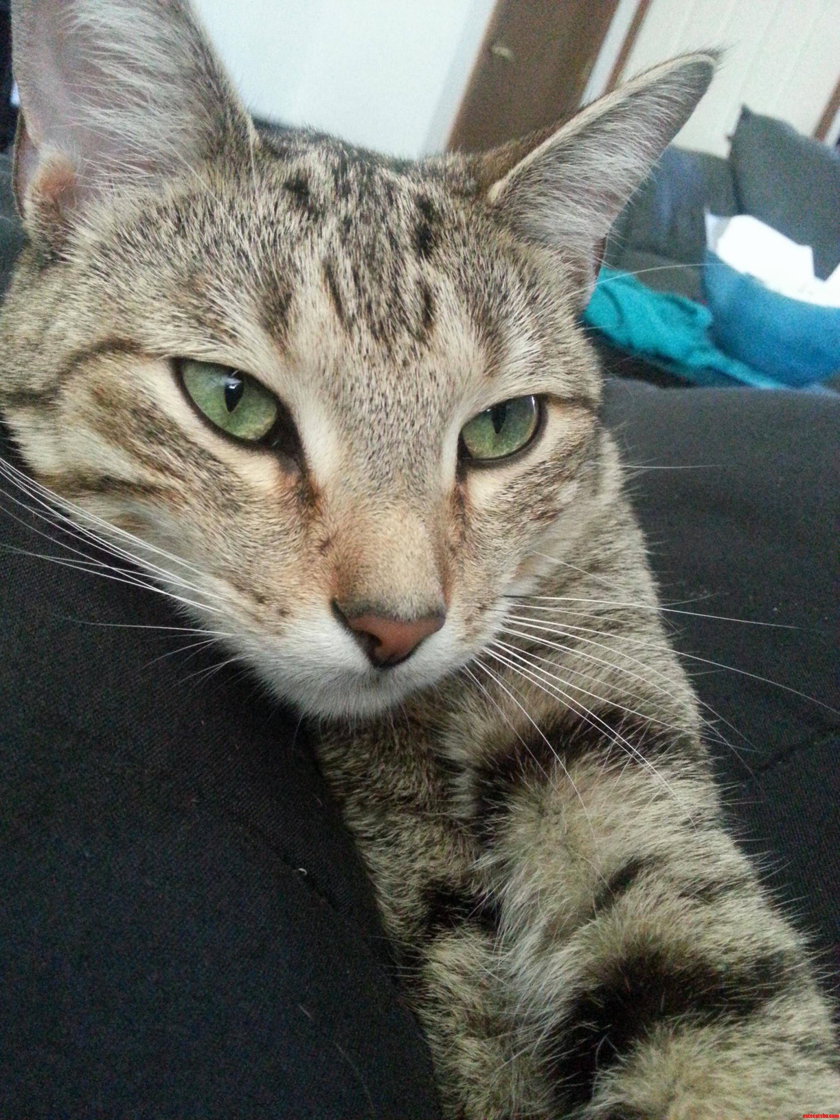 Just My Sweet Boy Resting