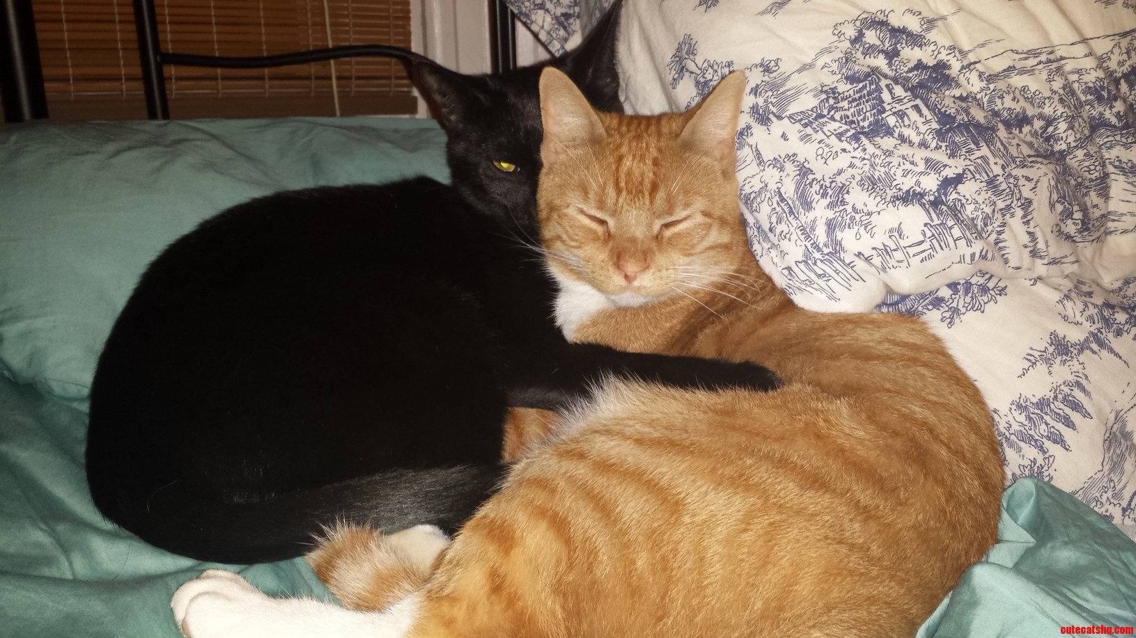 Just Walked in on These Two. Totally Shameless