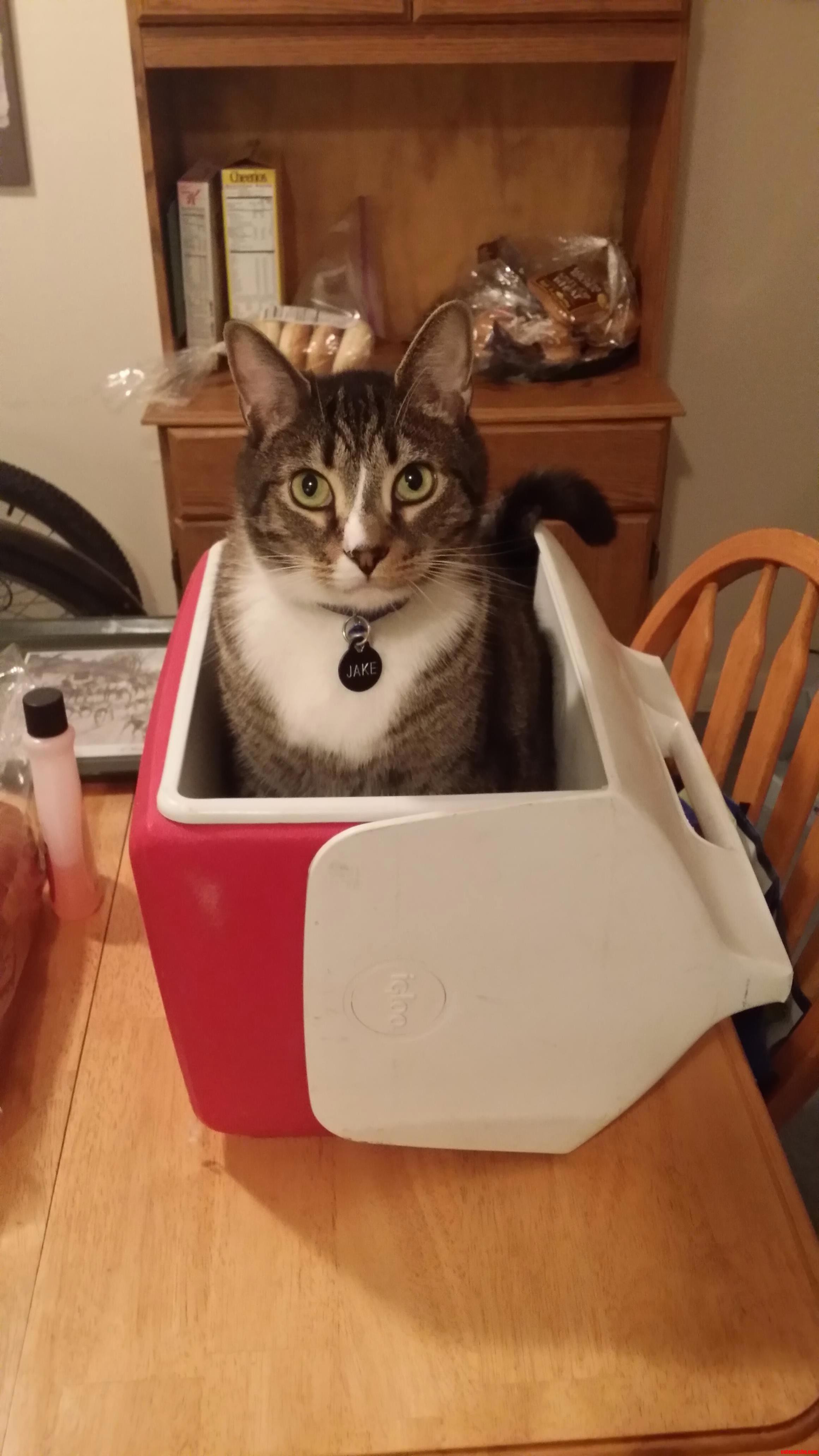 Just When I Thought My Cat Couldnt Get Any Cooler.
