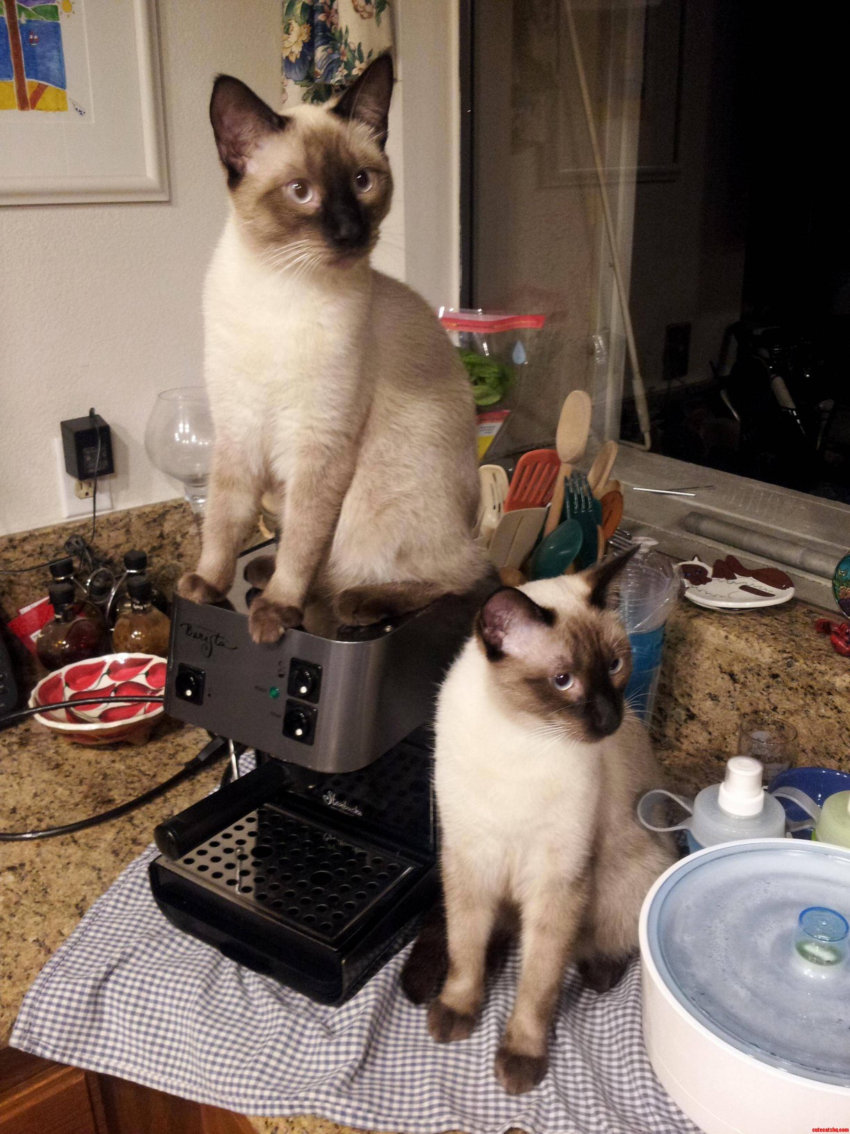 Keeping Kittens Off My Counters Aint Easy.