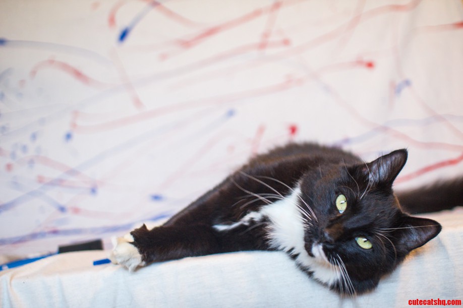 King Charles Interrupted Us Painting to Do Some Vanity Shots.