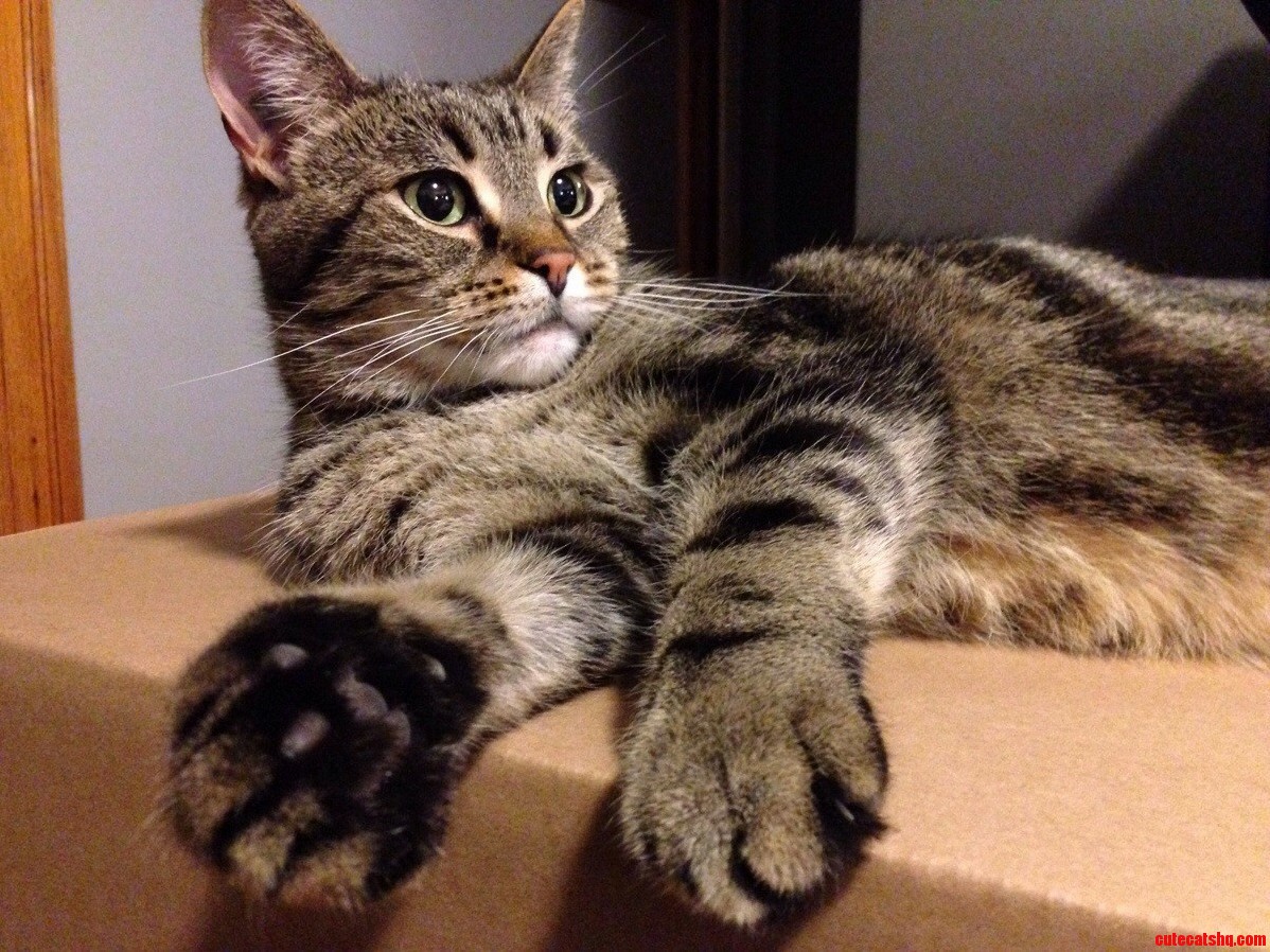 King of All Things Cardboard.