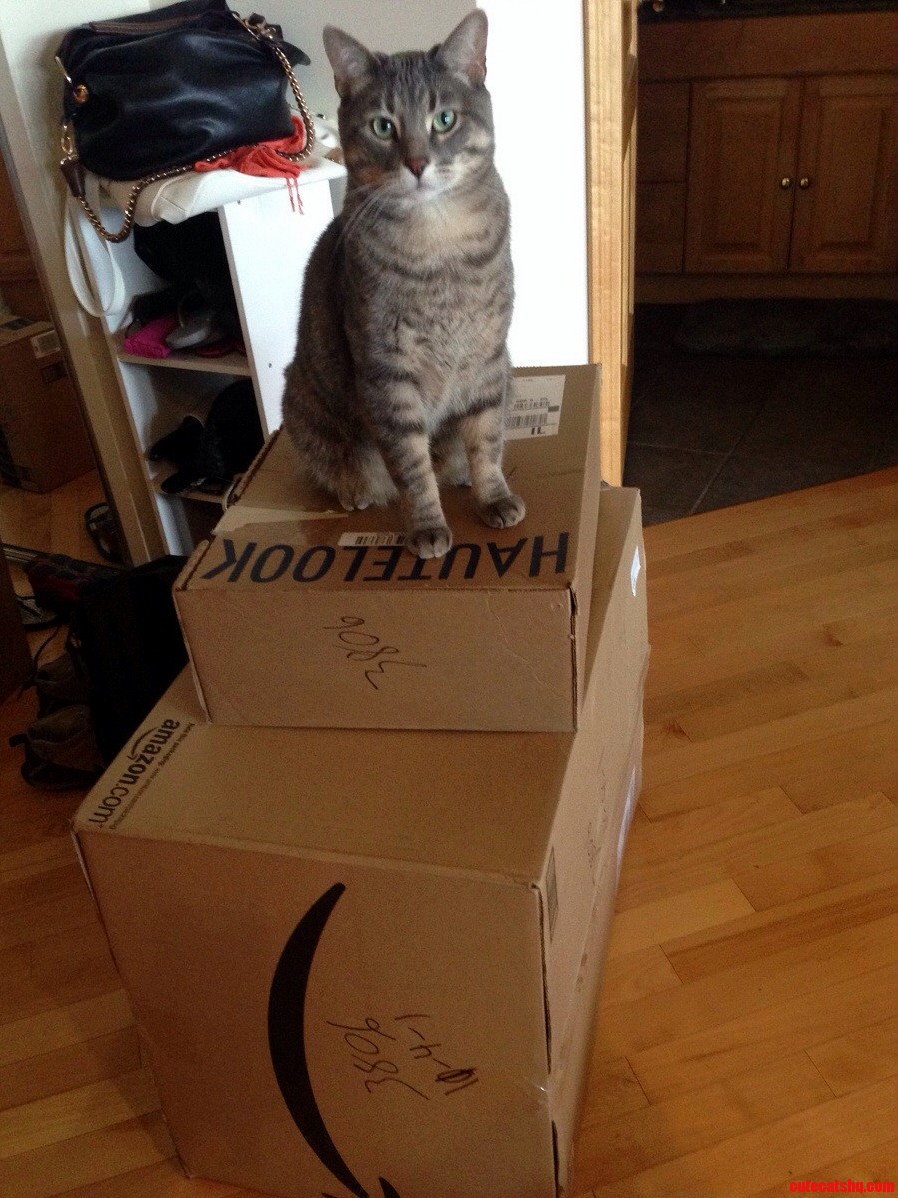 King of the Amazon Boxes