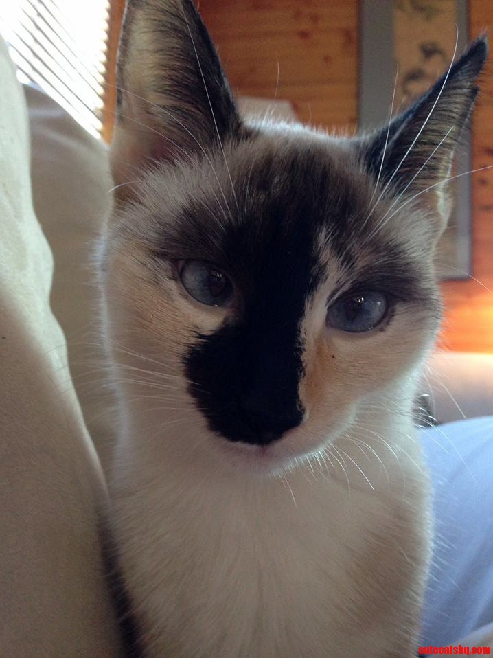 Kira Says Hi