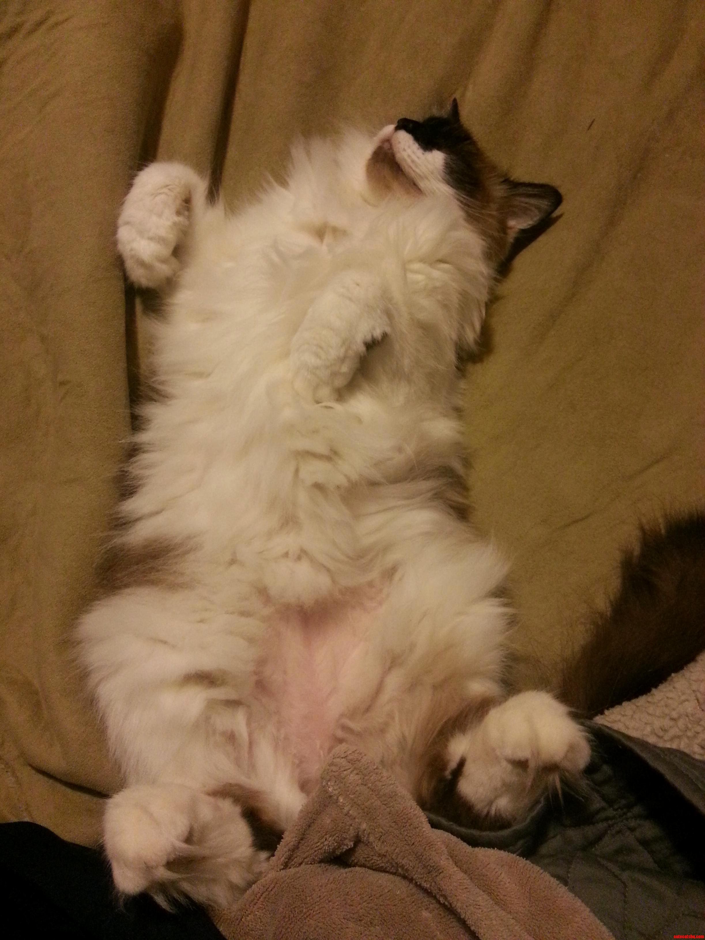 Kitkats All Tuckered Out