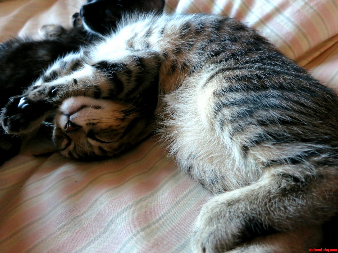 Kitteh Croissant