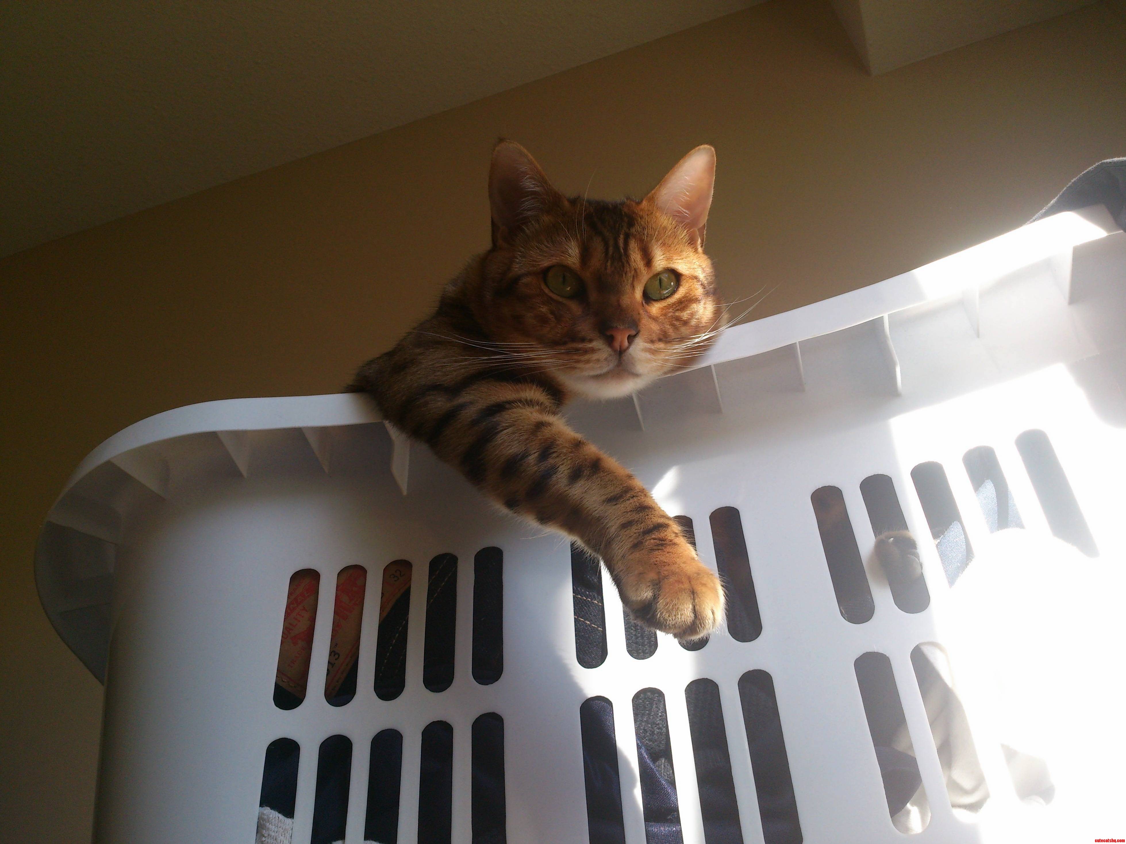 Kitten Caught Chillin