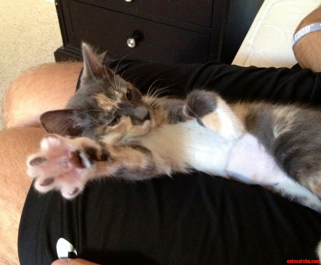 Kitten Hi-five.