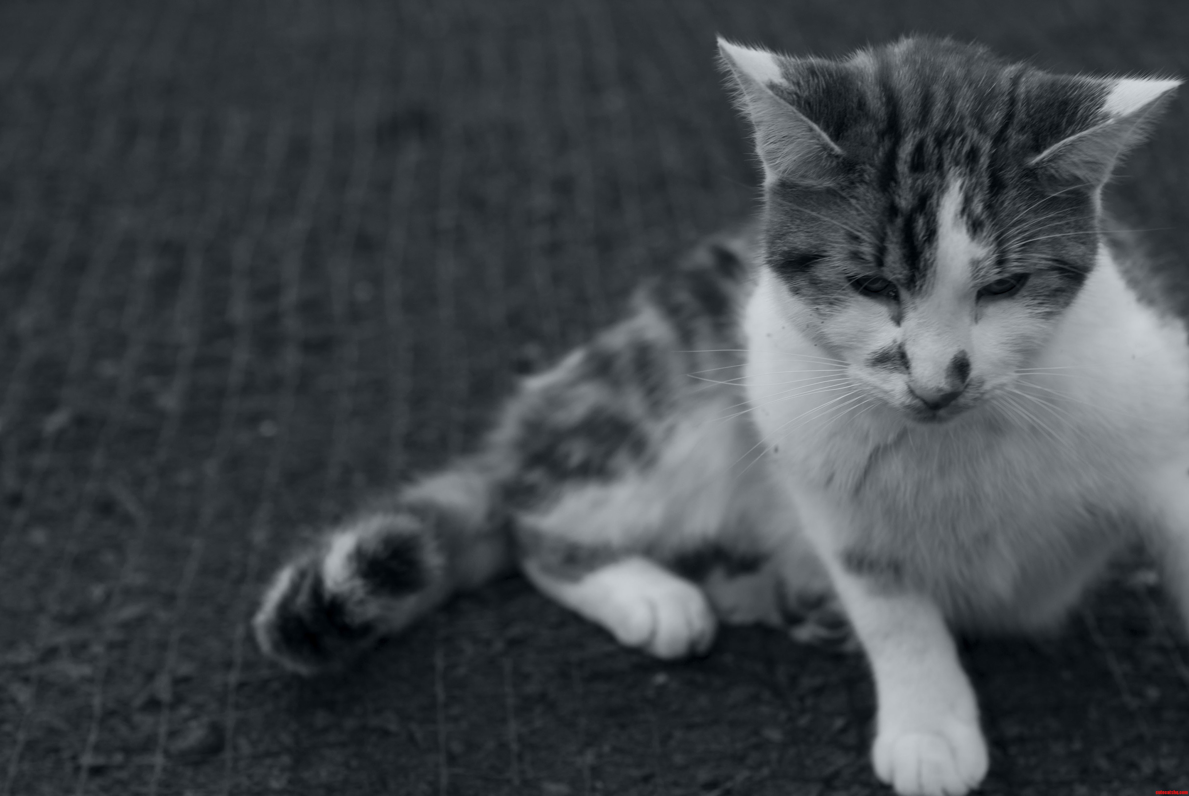Kitten I Found Playing in the Dirt