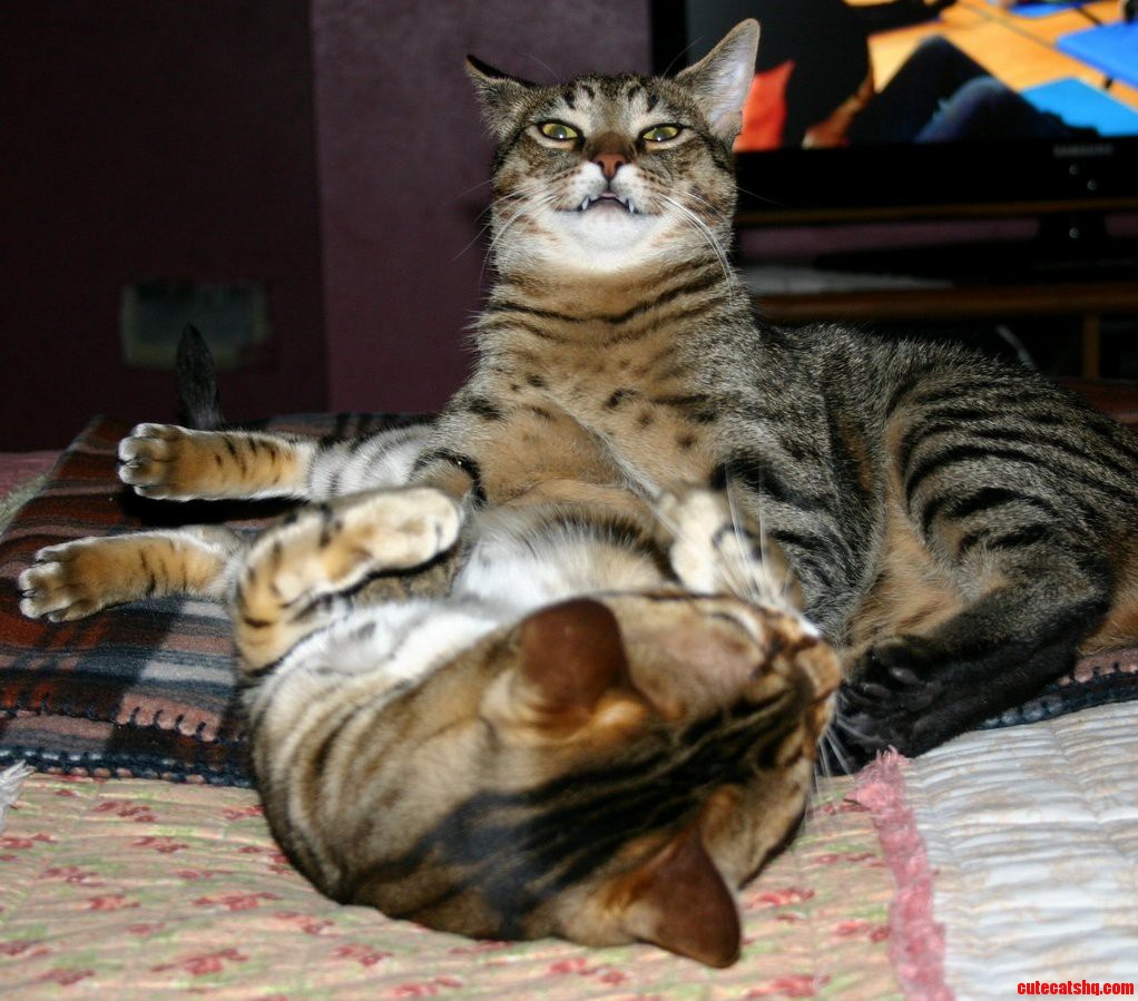 Kitten Pins Cat