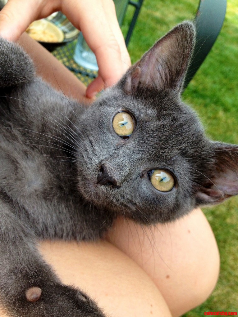 Kitten We Found Had These Unforgettable Bright Eyes