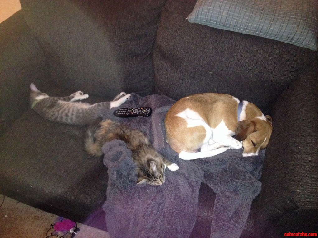 Kittens and Dog Are Finally Getting Along but They Took My Seat and the Damn Remote.