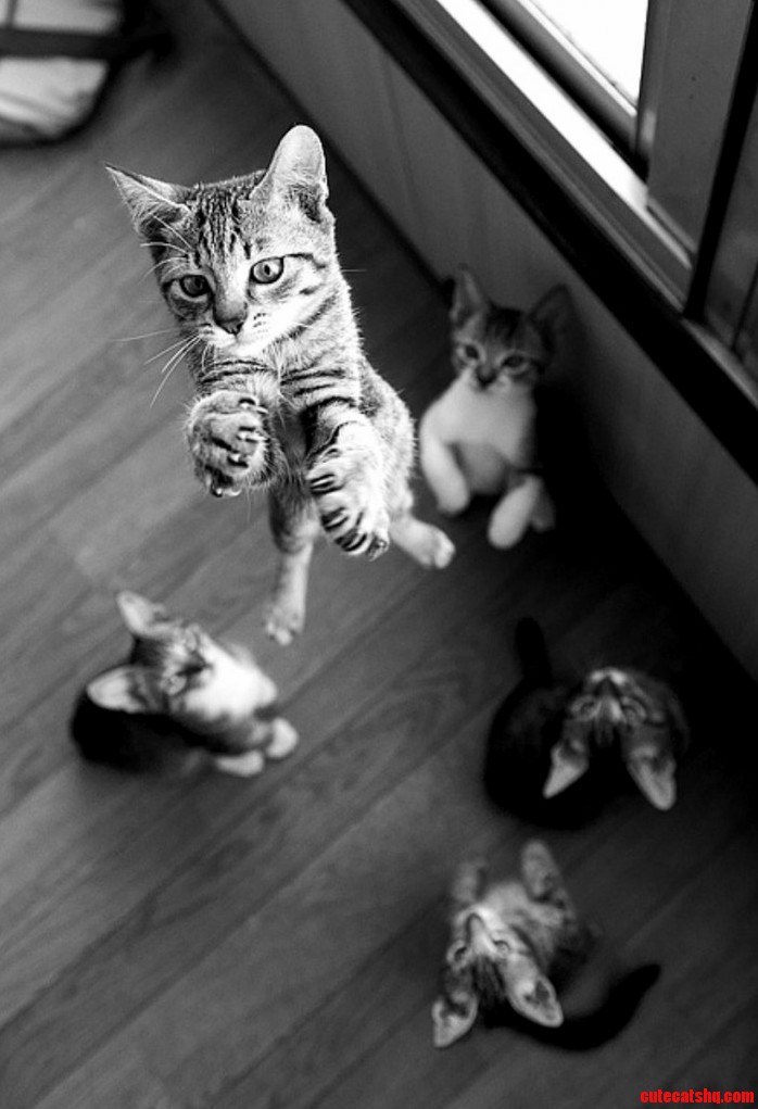Kitties