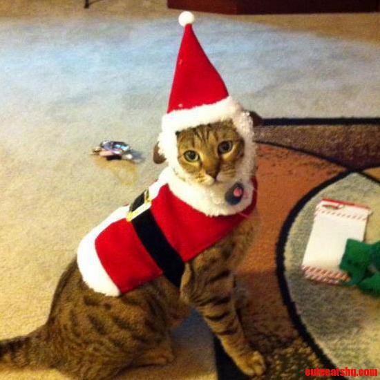 Kitty Claus